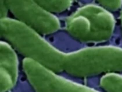 Бактерия-людоед из США добралась до России