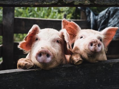 Батайчанам рассказали о профилактике африканской чумы свиней, которая представляет серьезную опасность для жизни животных. Зараза стала головной болью свиноводов.