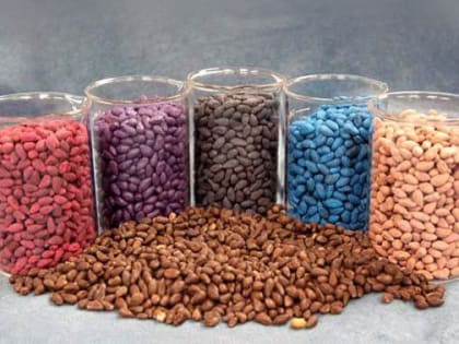 О необходимости проверки качества протравливания семян