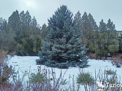 В Новочеркасске ожидается еще один снегопад при плюсовой температуре