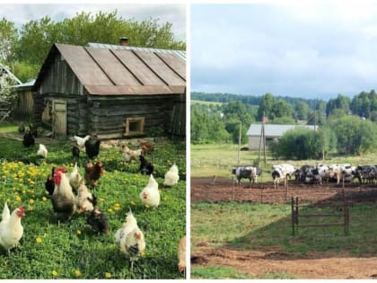Поддержка личных подсобных хозяйств в Усть-Донецком районе