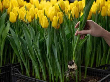 Январь - время для посева цветов