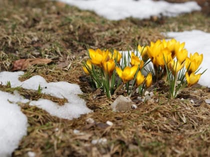 Мартовские работы в саду и огороде