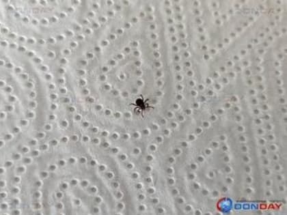 В Волгодонске от клещей пострадали 312 человек