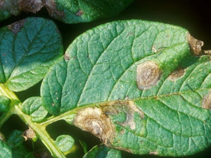 Черный ожог или фомозная пятнистость листьев картофеля