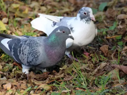 Особо опасный птичий грипп может распространиться по Ростовской области