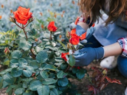 Подготовка сада к зиме: советы от специалистов