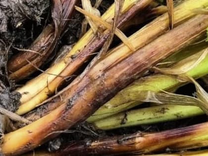 В РОСТОВСКОЙ ОБЛАСТИ У ЗЕРНОВЫХ КОЛОСОВЫХ КУЛЬТУР ОБНАРУЖИЛИ ОСОБО ОПАСНУЮ БОЛЕЗНЬ