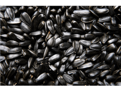 В Ростовской области в партии подсолнечника массой более 20 тонн обнаружены семена опасного карантинного объекта