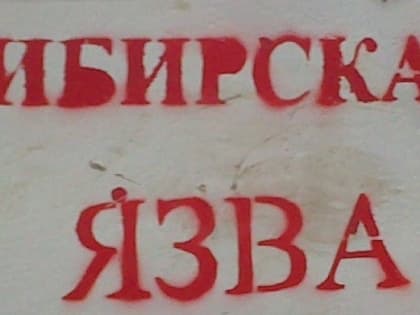 Сибирская язва: полтонны зараженного мяса  увезли цыгане