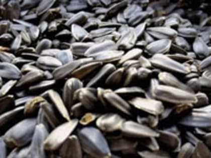 В Ростовской области Управлением Россельхознадзора в крупных партиях подсолнечника обнаружены семена амброзии полыннолистной