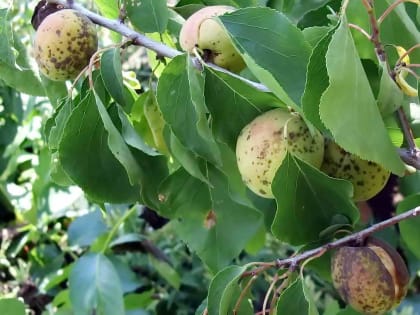 Монилиоз плодовых культур