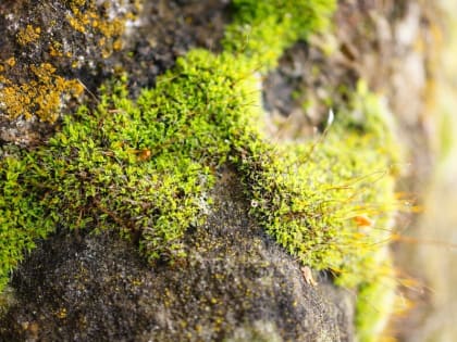 Мох и лишайники на деревьях: стоит ли с ними бороться?