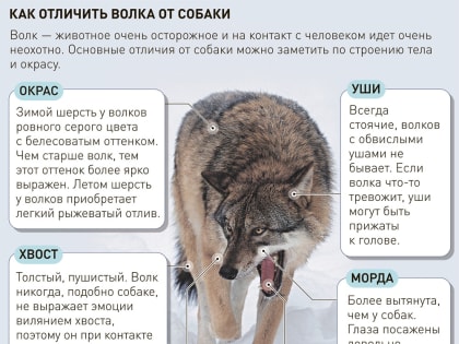 Биолог Эрнандес-Бланко: Волк не будет без надобности нападать на человека, для волкособа этого табу нет
