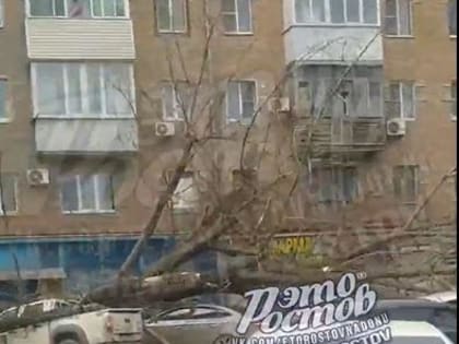 В Ростове рухнувшее дерево раздавило три автомобиля