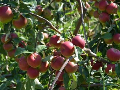 Плодовая гниль: как защитить свои деревья от монилиоза