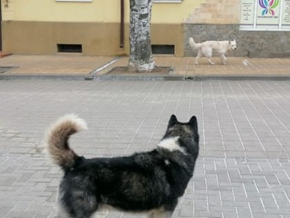 На рабочем совещании обсудили меры по отлову безнадзорных  животных