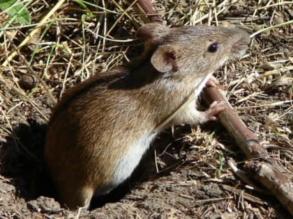 Донским аграриям рекомендуют усилить мониторинг мышевидных вредителей