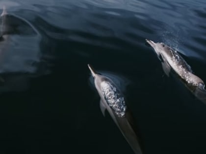 Экологи опровергли гибель дельфинов в Черном море из-за российских мин