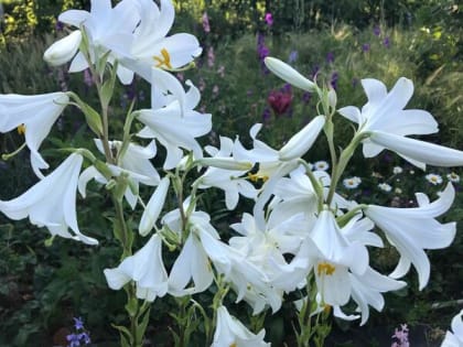 Жаркое начало недели обещают шахтинцам