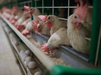 За отравление батайских дошкольников руководителя птицефабрики «Волжская» приговорили к штрафу в размере 600 тысяч рублей