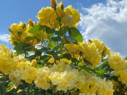 Солнце и жару обещают шахтинцам