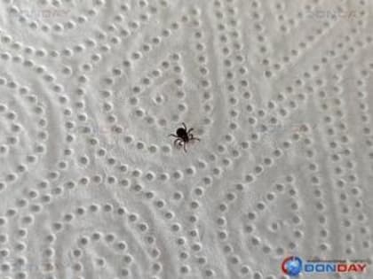 Лихорадку Ку подтвердили в Дубовском районе