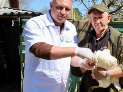 На Дону вакцинируют домашнюю птицу от высокопатогенного гриппа