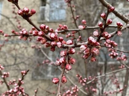 Теплые и дождливые апрельские выходные ждут шахтинцев