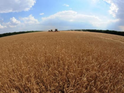 Сокращение урожая в Ростовской области: проблемы и перспективы