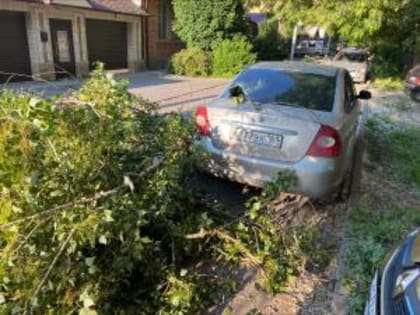 В Ростове из-за сильного ветра дерево упало на иномарку