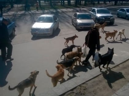 На муниципалитеты повесили всех собак в Ростовской области