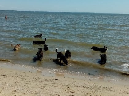 В таганрогском ЖК «МореПарк» обещали отловить бездомных собак