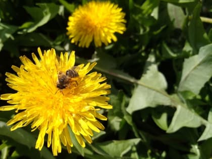 Участница проекта «Я люблю город Шахты» Светлана Селютина