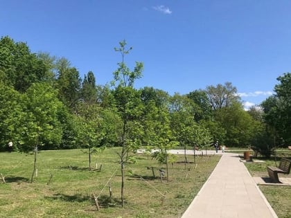 В таганрогской роще «Дубки» высадили 200 саженцев дуба