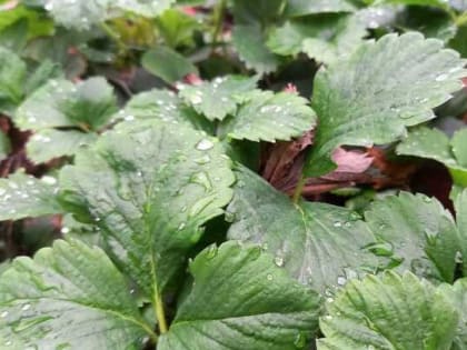 Дождливо и ветрено будет в Шахтах