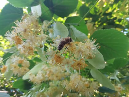 Липа медовая: полезные свойства и народные рецепты