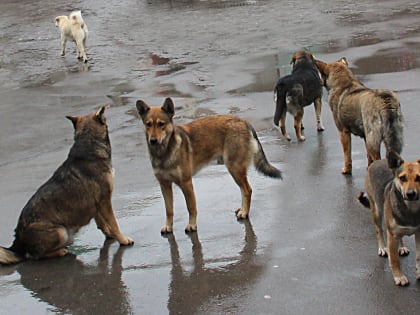 В Таганроге собак и кошек бесплатно привьют против бешенства