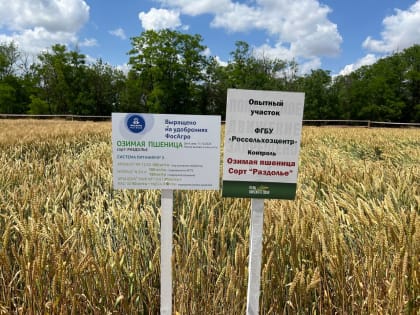 Ростовская область: Увеличение площадей под отечественные культуры