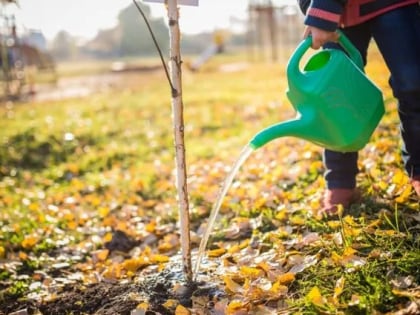 Как помочь растениям подготовиться к зиме в условиях сухой осени