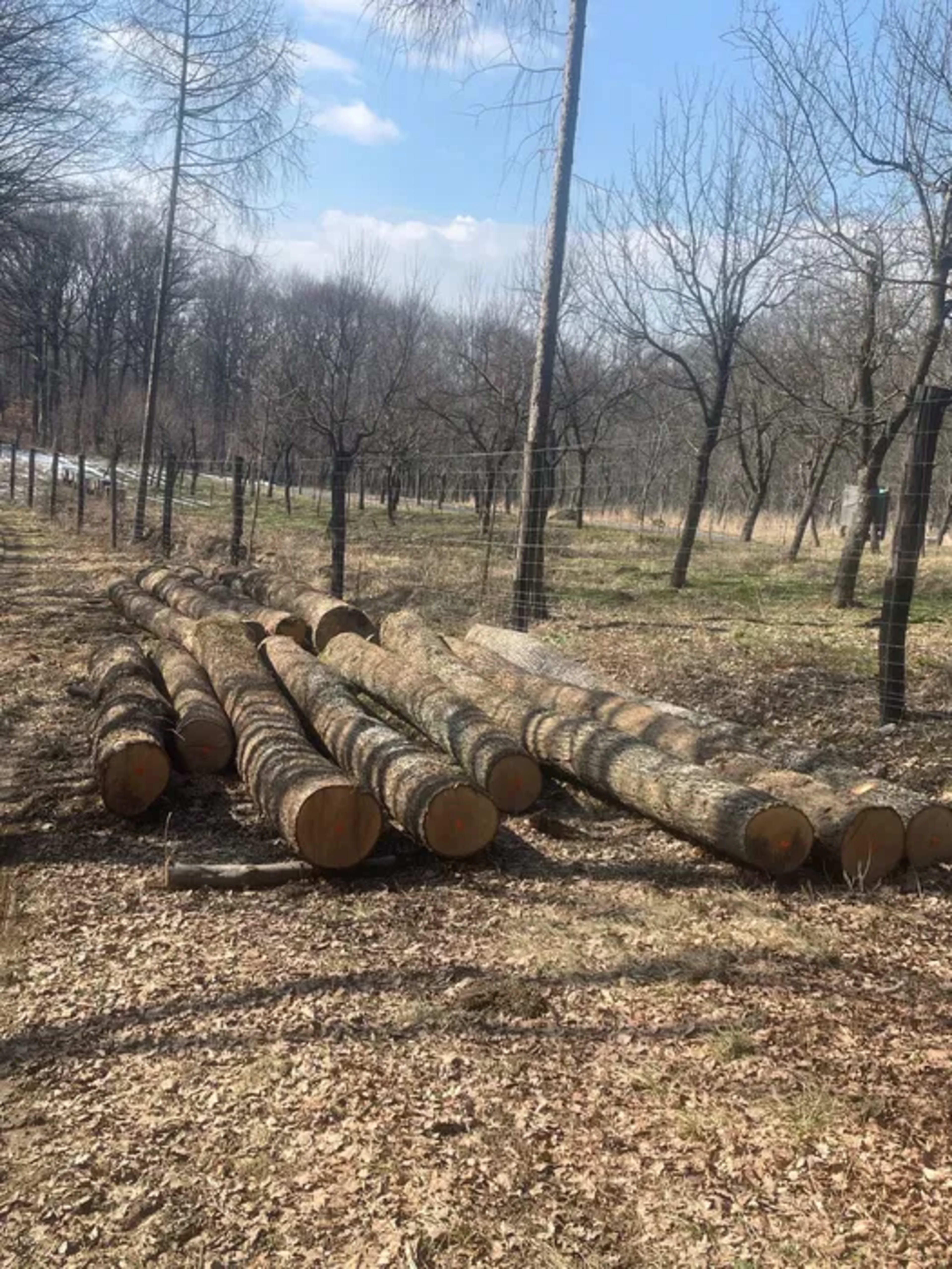 Bușteni de stejar