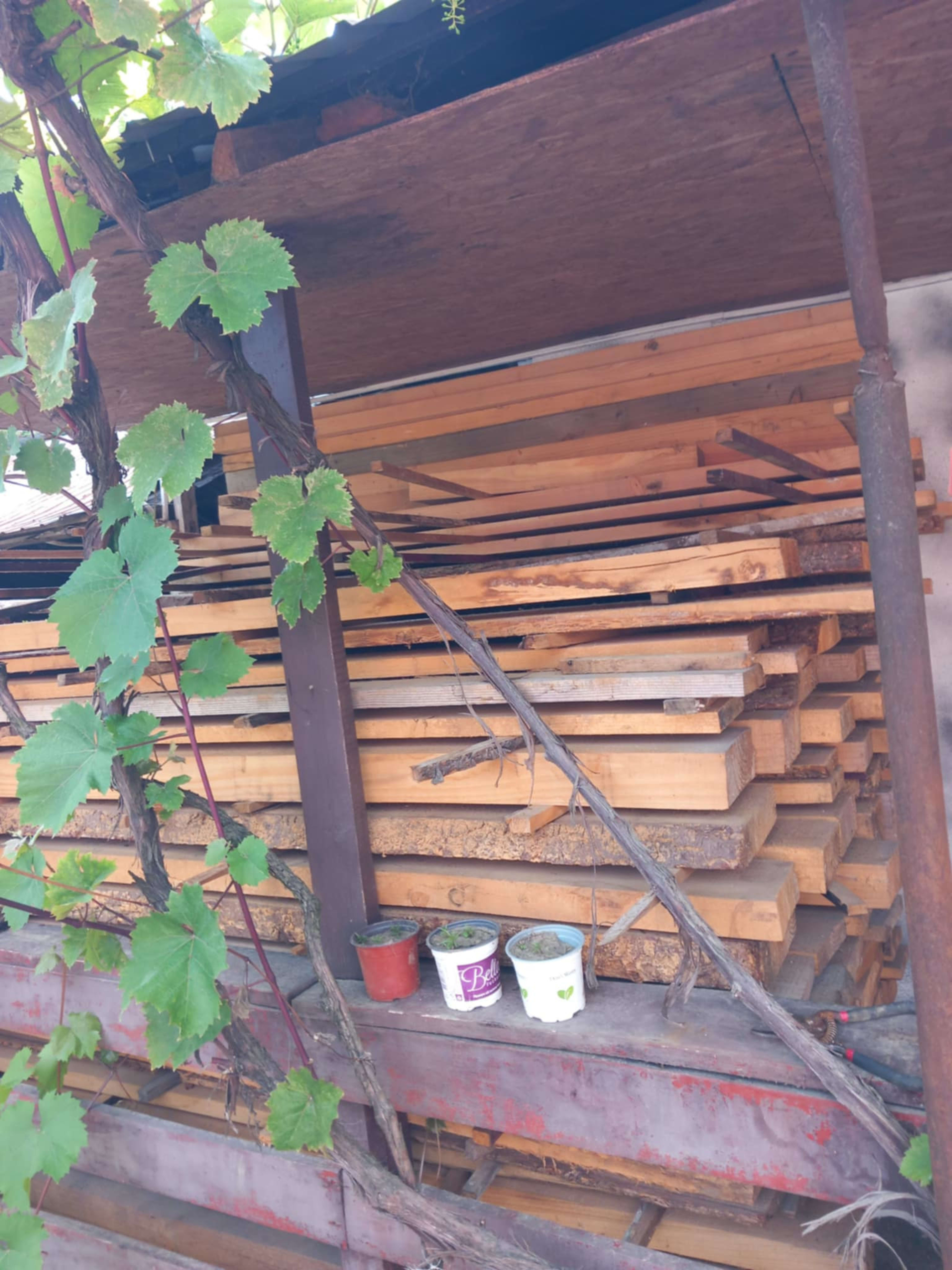 Cherestea brad duglas uscată  2