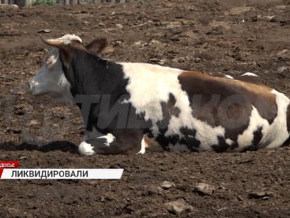 В Бурятии ликвидировали вспышку бруцеллёза крупнорогатого скота