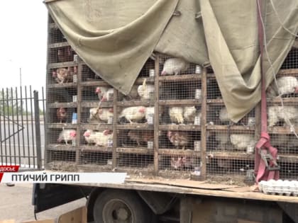 У жителей Бурятии заберут домашнюю птицу