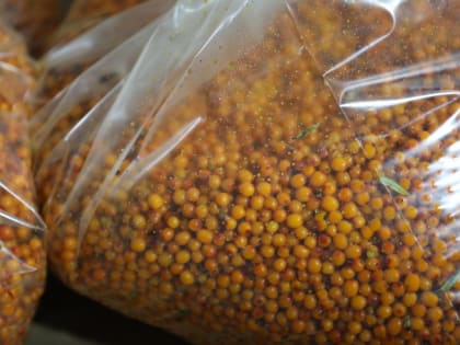 В Селенгинском районе открылся цех по переработке облепихи