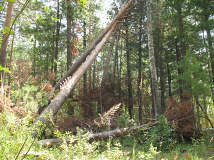 Вице-премьер России назвала спасение сибирского города достижением №1 в экологии