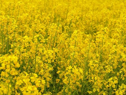 В одном из городов Иркутской области построят маслозавод