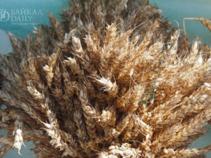 Аграриям Забайкалья предстоит убрать урожай с площади 172 тыс гектаров