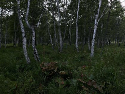 Запрет на посещение лесов в Улан-Удэ продлён до 14 сентября