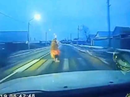 В Бурятии водитель «Ауди» сбил женщину с ребёнком и скрылся